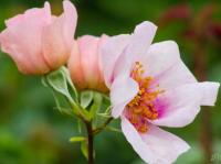 Róża Orienta Laila (pojemnik C2)