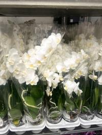 Storczyk żywy JMP 2pędy 40cm Multiflora drobne kwiaty full bloom