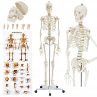 501 скелет модель скелет 181,5 см взнос FV