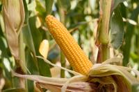 Семена кукурузы SM утонченность ФАО 240 З / К 50тыс.нас
