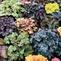 NASIONA Żurawka Newest Hybrids MIX bylina