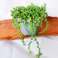 STARZEC ROWLEYA SENECIO ROWLEYANUS zielone koraliki don.Ø11cm