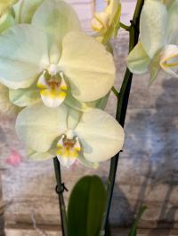 Орхидея живая JMP 2 побега 60 см sunshhower