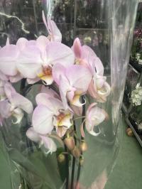 Орхидея живая формованная 2 побега black f