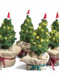 Ель коника дополнения - ваша живая Рождественская елка дерево в горшке-для праздников