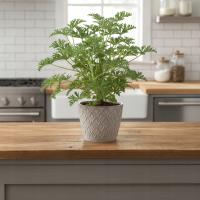 Geranium anginka Pelargonium graveolens roślina lecznicza sadzonka P13r