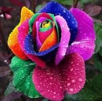 РАДУЖНАЯ РОЗА-СЕМЕНА