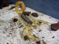 Hadrurus arizonensis NAJWIĘKSZY pustynny skorpion DUŻE osobniki