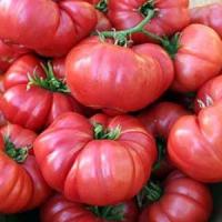 Pomidor gruntowy Malinowy Olbrzym sadzonki szczepione Mikoryza