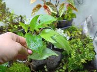 Пальмовое растение Monstera minima-rhaphidophora