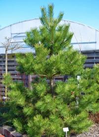 Сосна черная PINUS NIGRA столбчатая срез большой саженец декоративная хвоя C3