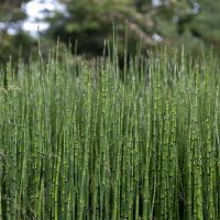 Skrzyp zimowy wieloletnia egzotyczna roślina na taras do donic 1L