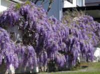 GLICYNIA CHIŃSKA Wisteria sinensis - NASIONA 20 sztuk - 10g.