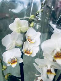 Орхидея живая JMP 2поездки 40cm puppy