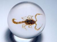 SKORPION w kuli 4,5 cm