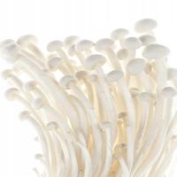 Мицелий Эноки готовый субстрат для выращивания