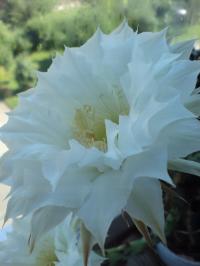 Набор из 9 опунций, зимующих в грунте саженец C