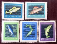 FL3295 szlachetne gatunki ryb Fi 906-910 czyste