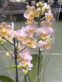 Орхидея живая JMP 40см 3 побега Multiflora you pin b