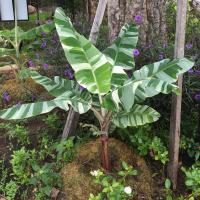 Bananowiec Florida Variegata 30-50cm C2