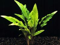Cryptocoryne wendtii green -Zwartka zielona