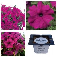 Petunia F1 Tritunia Purple темно-розовый