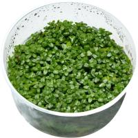 Bacopa australis растение в чашке 10 см