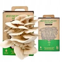 Własna uprawa BOCZNIAKA w DOMU GRZYBNIA boczniak ostrygowaty HODOWLA 6L