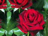 Róża 'rosa' wielkokwiatowa Red Berlin 1-1396