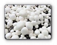 Грибница Белая мицелий выращивание в домашних условиях 6в1 бесплатно