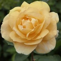 Абрикосовая чайная роза Рассада в балоте