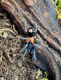 Cyriocosmus elegans l2/3