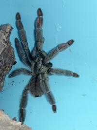 Паук тарантул PSALMOPOEUS CAMBRIDGEI самка ОК 4,5 dc