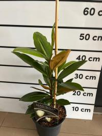 Magnolia Grandiflora Kay Parris zimozielona biała unikat piękny liść