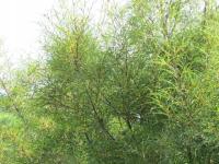 Kruszyna pospolita ASPLENIFOLIA Frangula alnus jak bambus P9