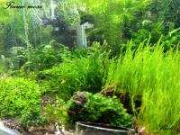 Mech Flame Moss 20 gałązek od fibell