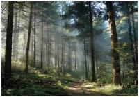 FOTOTAPETA LAS 3D DRZEWA NATURA KRAJOBRAZ NA ŚCIANĘ SYPIALNIA SALON 300x210