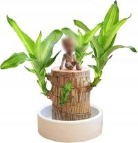 Mini Lucky Wood Plant для очистки воздуха в офисных помещениях