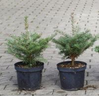 Пихта корейская Рассада в горшке
