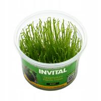 INVITAL Taxiphyllum sp. 