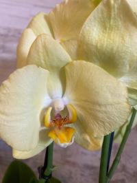 Орхидея Jmp 2 побега 60см ferrara