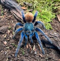 Chromatopelma cyaneopubescens l1