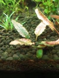 Cryptocoryne Flamingo Roślina akwariowa