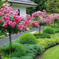 Роза на стволе розовая арт. 535D из горшка