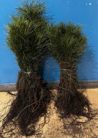 Сосна обыкновенная саженцы 20-40 см питомник