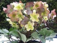 CIEMIERNIK HELLEBORUS X NIGERCORS CANDY LOVE DONICZKA 1L