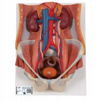 3B Scientific K32 Dual Sex Urinary System,