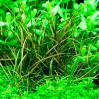 Echinodorus tenellus (in-vitro) puszka 10cm XXL