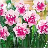 NARCYZ cebulki GWIEZDNY RÓŻOWY REPLETE na rabaty i do donic 5 szt. +GRATIS