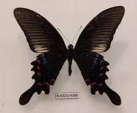 Papilio polyctor stockleyi 87MM редко предлагается .